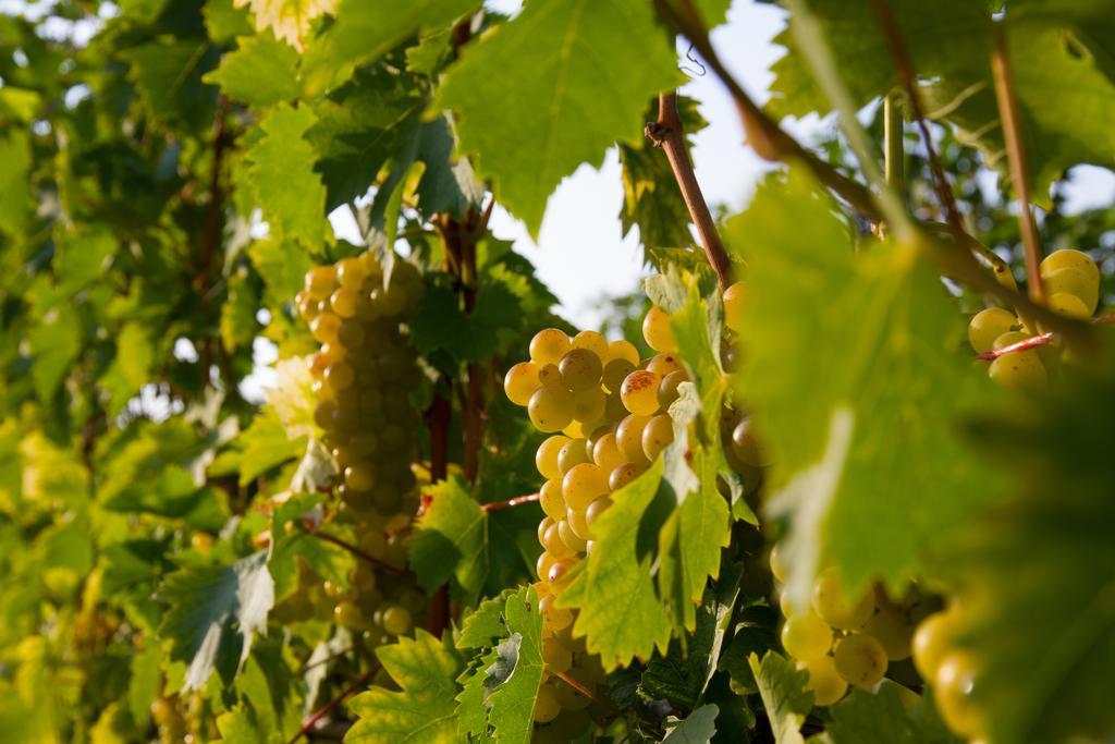 Weingut Schwarzl Panzió Ratsch an der Weinstraße Kültér fotó