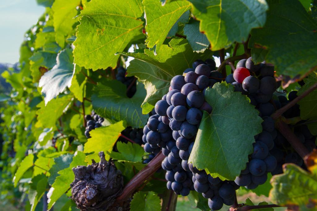 Weingut Schwarzl Panzió Ratsch an der Weinstraße Kültér fotó
