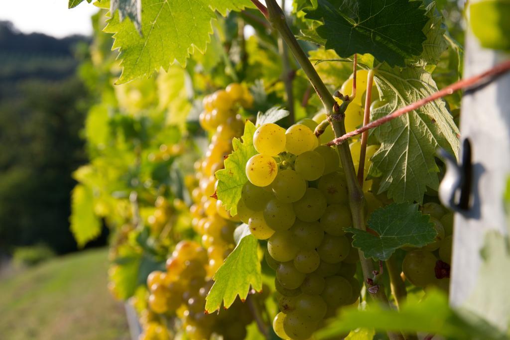 Weingut Schwarzl Panzió Ratsch an der Weinstraße Kültér fotó